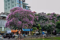 Nao lòng ngắm hoa bằng lăng "nhuộm tím" khắp phố phường Hà Nội 