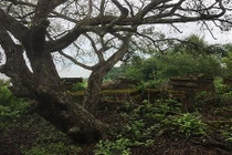 Thực hư khối vàng bạc châu báu trong ngôi mộ cổ ở Tiền Giang