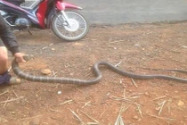 Hãi hùng cảnh tượng chàng trai tay không bắt rắn khủng