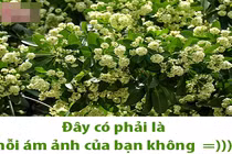 Dân mạng chế ảnh "kỳ thị" hoa sữa vì mùi quá nồng nặc