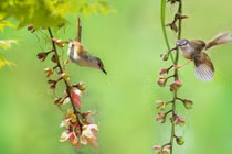 Những điềm lành cho thấy gia đình bạn sắp có chuyện vui tới