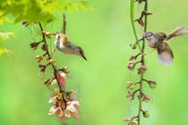 Những điềm lành cho thấy gia đình bạn sắp có chuyện vui tới