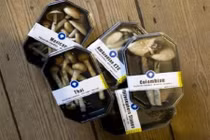 Giới trẻ Việt “phê pha” với thần chết tên “nấm ma thuật” như thế nào?