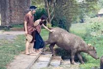 Ảnh cưới ấn tượng của cặp nông dân về quê chăn trâu