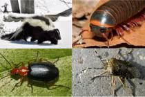 10 sát thủ mùi hôi khủng khiếp nhất hành tinh