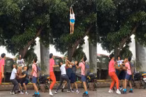 Cao nhân hái xoài xuất hiện, netizen ngả mũ bái phục