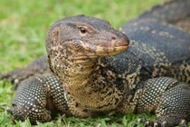 Bí ẩn kỳ đà ăn thịt cô gái ở “đảo chết” Thái Lan 