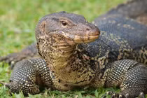 Bí ẩn kỳ đà ăn thịt cô gái ở “đảo chết” Thái Lan 