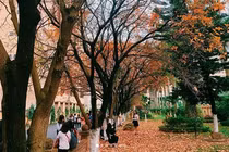 Giới trẻ Hà Nội tự hào với mùa thay lá đẹp chẳng kém Hàn Quốc