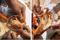 Mua tôm hùm Alaska đổi bữa, cả gia đình buồn thiu nhìn nhau