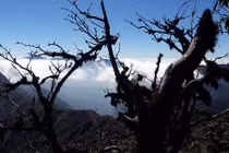 Cụ dẻ nghìn tuổi báu vật của đỉnh núi Pờ Ma Lung