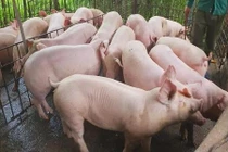 Trung Quốc phát hiện 4 ổ dịch, Việt Nam ra công điện khẩn