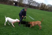 Chó đánh nhau tới chết với 2 chó dữ bảo vệ chủ