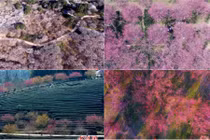 Ngây ngất với vẻ đẹp của những biển hoa từ trên cao