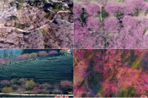 Ngây ngất với vẻ đẹp của những biển hoa từ trên cao