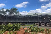 Lại phát hiện cây khủng như "quái thú" trên đường ra Hà Nội