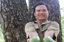 "Cụ cây vàng ròng" mỗi năm cho trăm quả, thu về trăm triệu