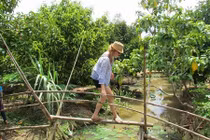 Trải nghiệm cầu khỉ “đáng sợ nhất thế giới” ở miền Tây