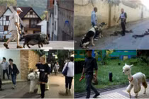 Phát hoảng trò dắt “quái thú” dạo phố của giới trẻ