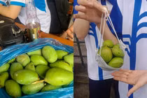 Sinh viên thi nhau khoe “chiến lợi phẩm” với màn hái xoài sân trường