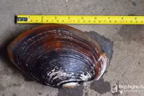 Nghệ An: Lần đầu tiên tóm được con trai lớn chưa từng thấy