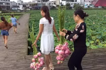 Người dân hái trụi hoa sen, công viên sinh thái buộc phải đóng cửa