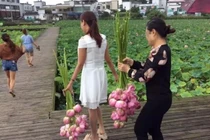 Người dân hái trụi hoa sen, công viên sinh thái buộc phải đóng cửa