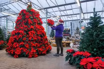 Những cây thông Noel “độc” nhất Giáng sinh 2016