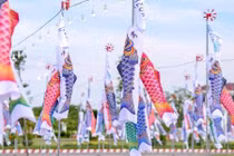 Giới trẻ SG đón lễ tình nhân sớm ở “cánh đồng cá Koi“