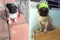 Thú cưng bị mang đi cầm cả năm không chuộc, chủ tiệm cầm đồ than trời