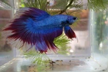 TP.HCM: Ngất ngây với đàn cá cảnh đẹp, độc, lạ