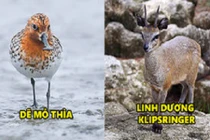 Video: 7 loài động vật kì lạ, ngộ nghĩnh và đáng yêu nhất quả đất