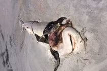 Phẫn nộ cá mập bị moi ruột, lấy hàm, phơi xác trên bờ