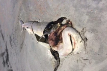 Phẫn nộ cá mập bị moi ruột, lấy hàm, phơi xác trên bờ