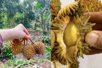 Nhặt được chùm sầu riêng mini, cô gái bổ ra mà ngỡ ngàng