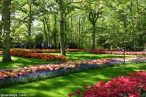 Mãn nhãn với loạt ảnh hoa xuân rực rỡ như lạc vào xứ thần tiên