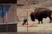 Video: Bị trêu chọc, trâu nổi khùng chồm lên tấn công người