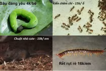 Sửng sốt với trò lừa buôn bán thú cưng kinh dị