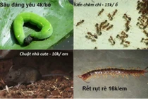 Sửng sốt với trò lừa buôn bán thú cưng kinh dị