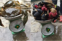 Mua 2,5kg cua, thanh niên sốc với dây buộc nặng gấp 3 lần cua