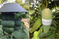 1001 cách chống trộm trái cây khiến dân mạng cười lăn lóc