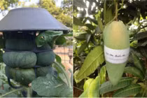 1001 cách chống trộm trái cây khiến dân mạng cười lăn lóc