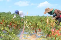 Ớt thời… “mạt vận”