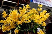 Lạc lối giữa rừng phong lan miền sơn cước giá trăm triệu đồng/giò