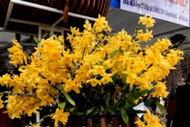 Lạc lối giữa rừng phong lan miền sơn cước giá trăm triệu đồng/giò