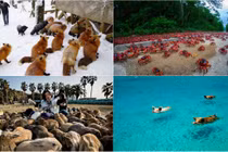 Điểm du lịch tuyệt vời cho những người yêu động vật