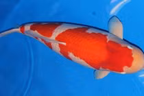 Xôn xao clip cá Koi khổng lồ được đấu giá 42 tỷ đồng