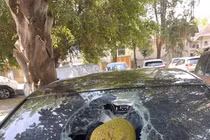 Đỗ xe dưới cây mít, chủ xe mất ngay chục triệu oan ức 
