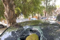 Đỗ xe dưới cây mít, chủ xe mất ngay chục triệu oan ức 
