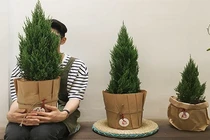 Giới trẻ Việt mua cây Sơn Tùng về "sống ảo" ngày lễ Noel